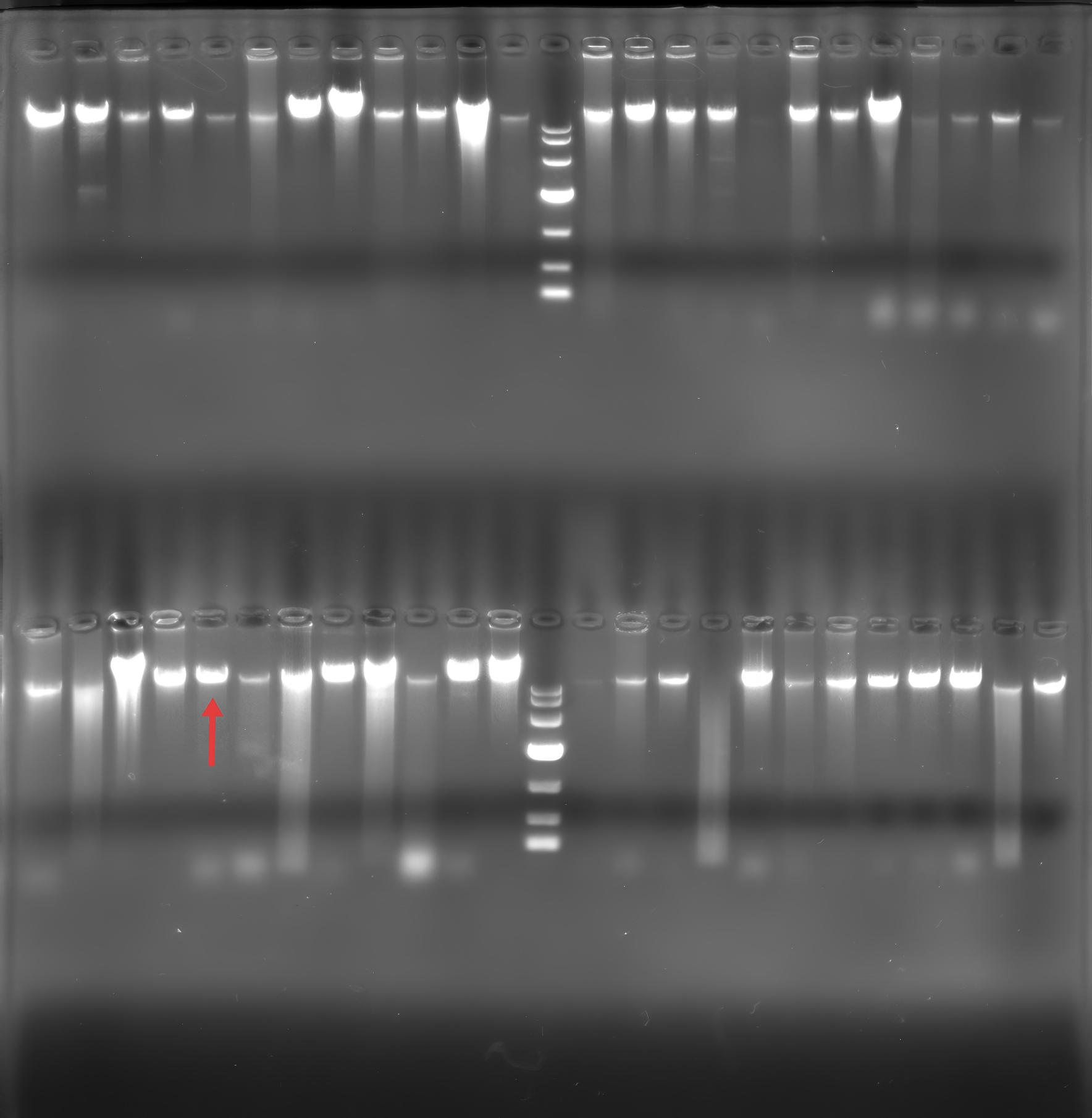 Klebsiella pneumoniae genomic DNA-BNCC