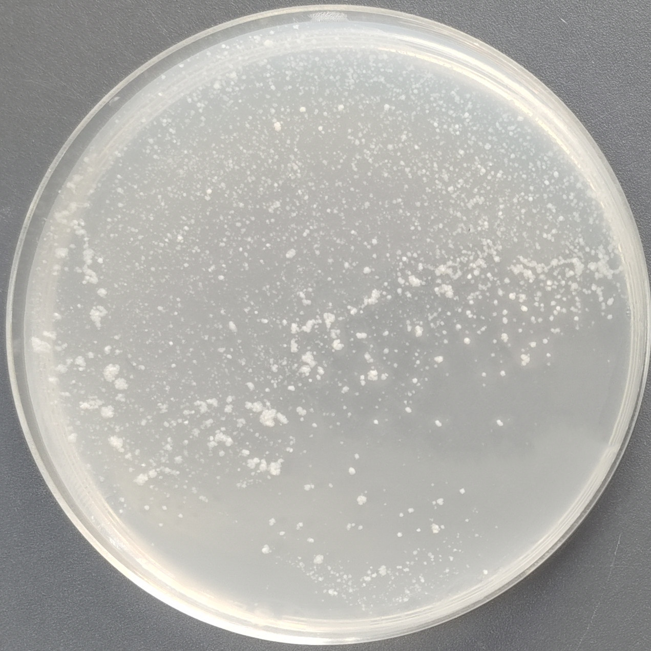 Ulcerative mycobacteria-BNCC