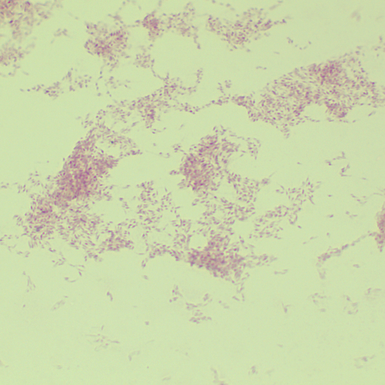 Ulcerative mycobacteria-BNCC