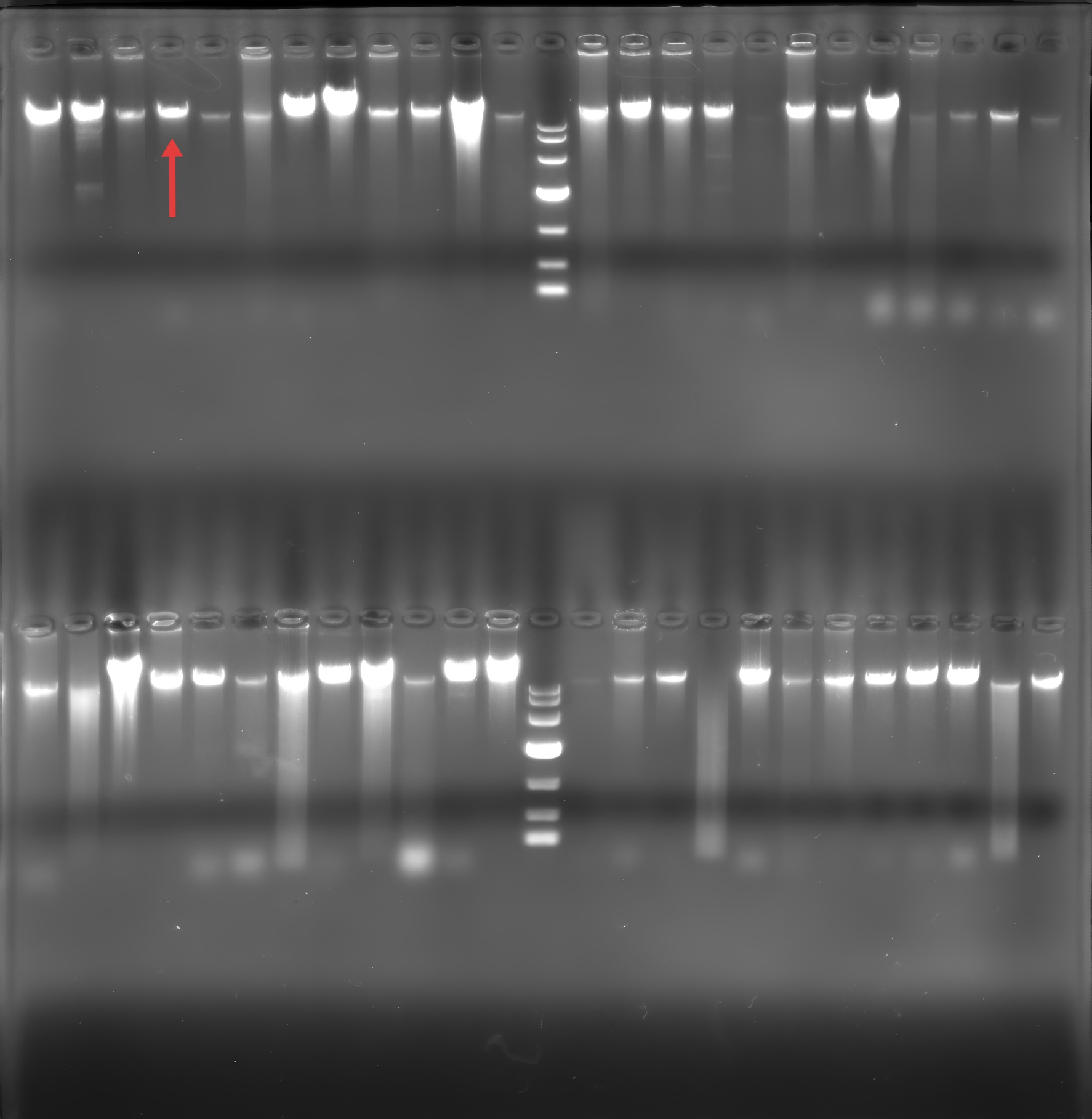 Alkaline producing Propionibacterium genome DNA-BNCC