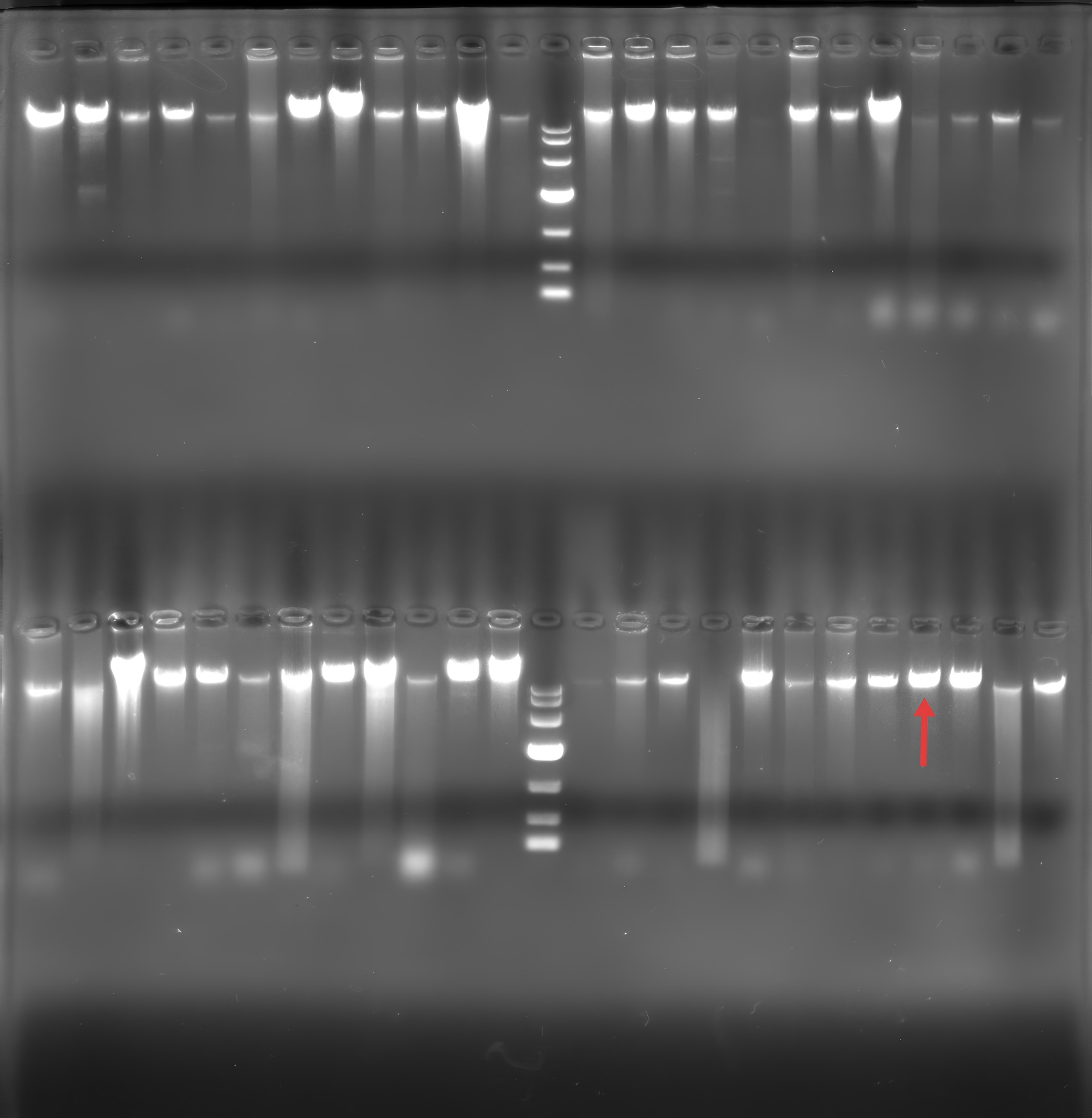 Genomic DNA of Pseudomonas aeruginosa-BNCC