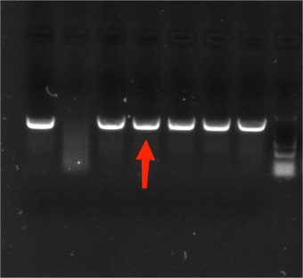 Secondary Mycobacterium Nucleic Acid Reference (Heat-inactivated) (Strong Positive)-BNCC