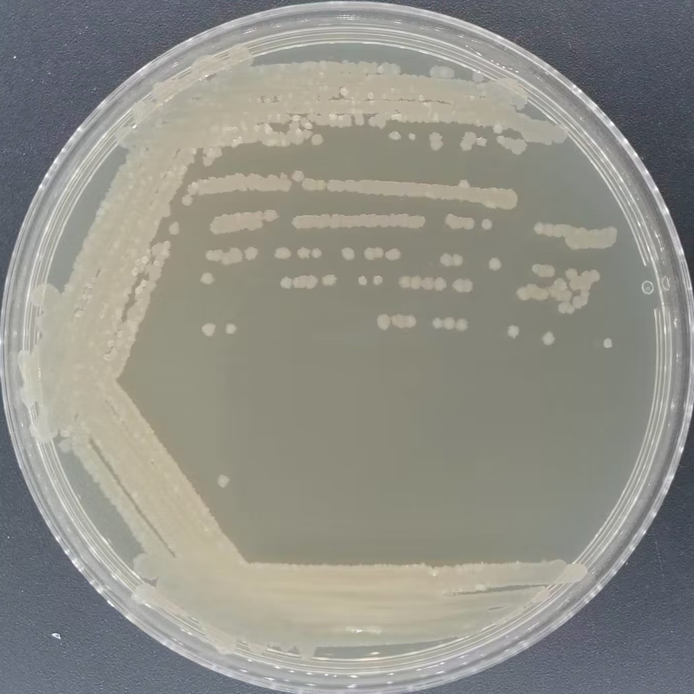 Bacillus licheniformis-BNCC
