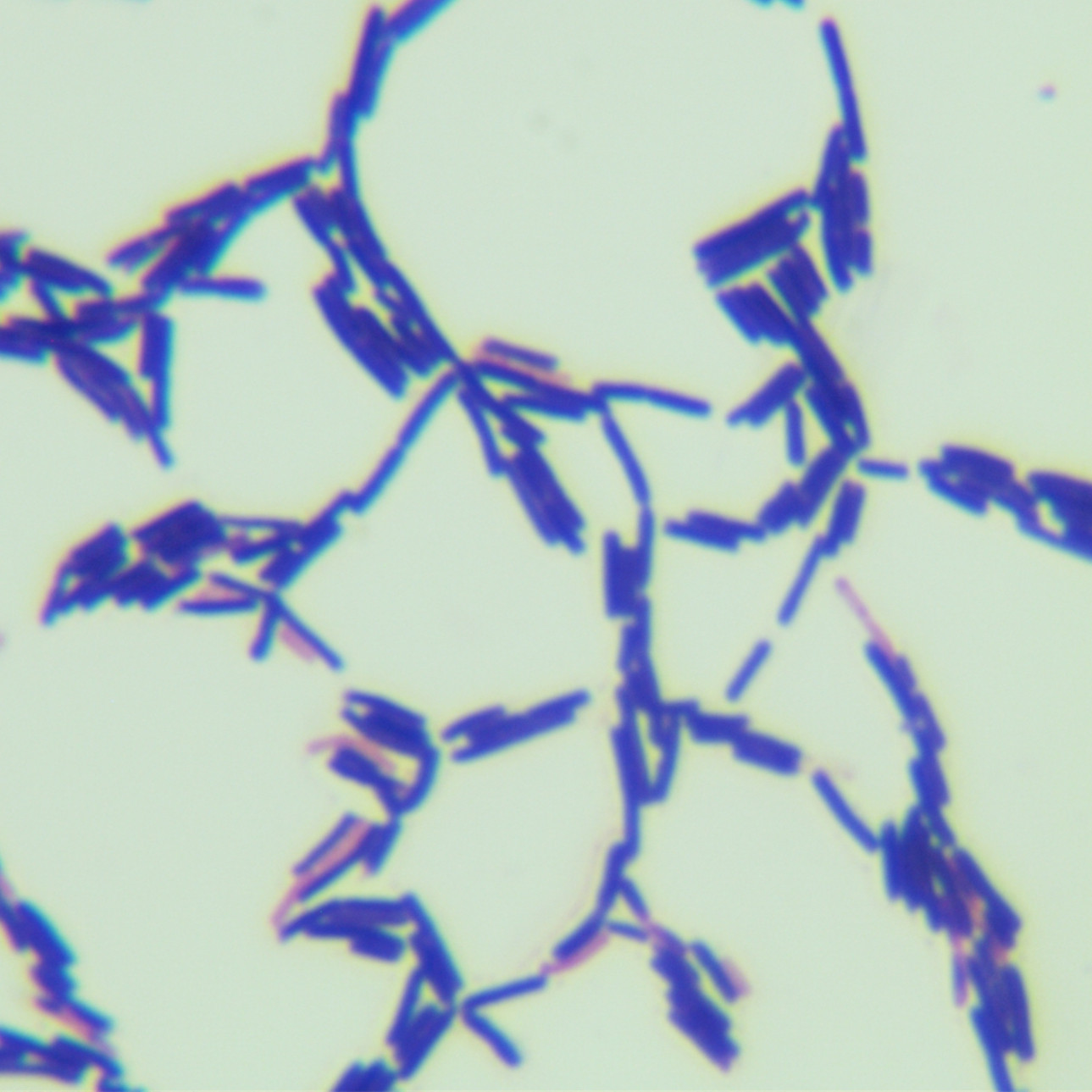 Bacillus licheniformis-BNCC