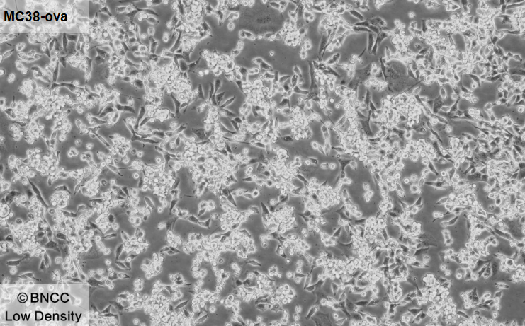 Mouse colon cancer cells transfected with OVA-BNCC