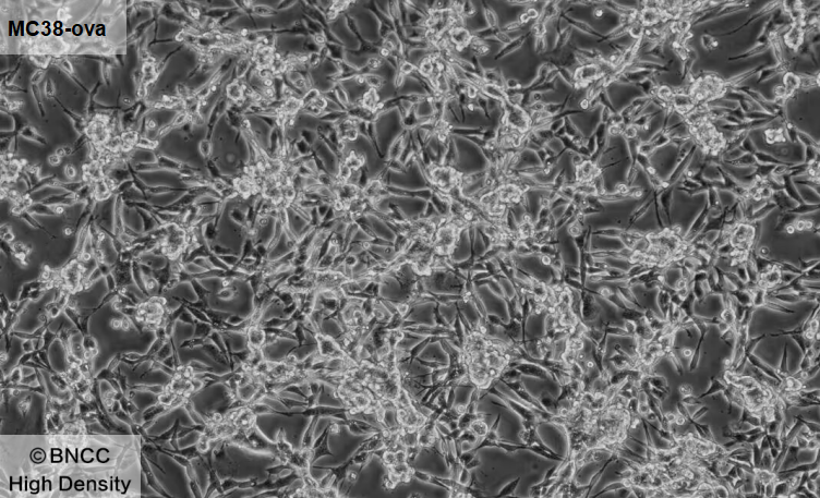 Mouse colon cancer cells transfected with OVA-BNCC