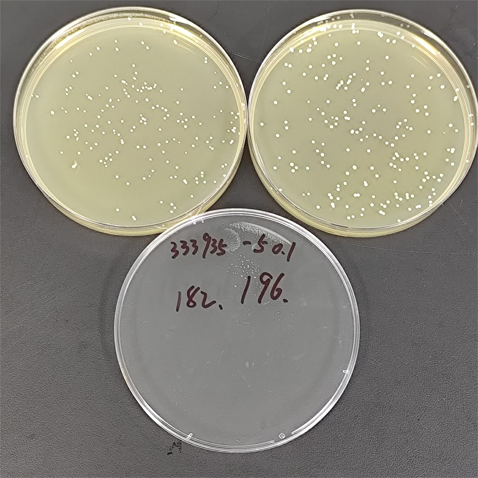 Quantitative strain of Candida albicans-BNCC