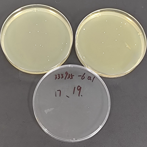 Quantitative strain of Candida albicans-BNCC