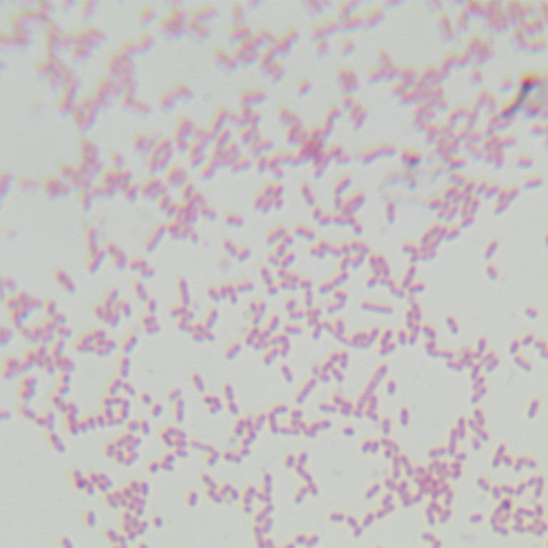 Pseudomonas aeruginosa-BNCC