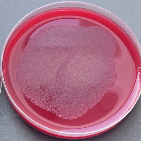 Pseudomonas aeruginosa-BNCC