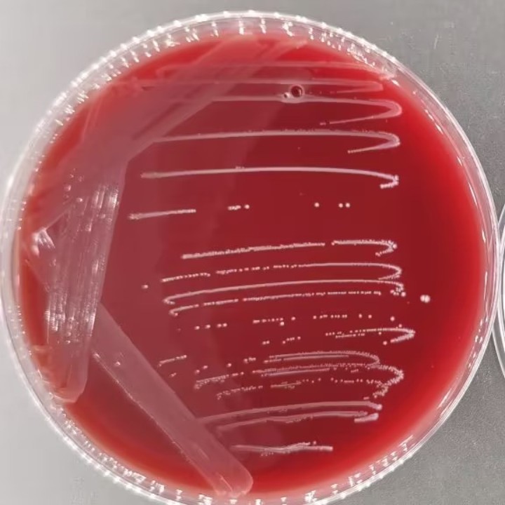 Marine mammal streptococcus-BNCC