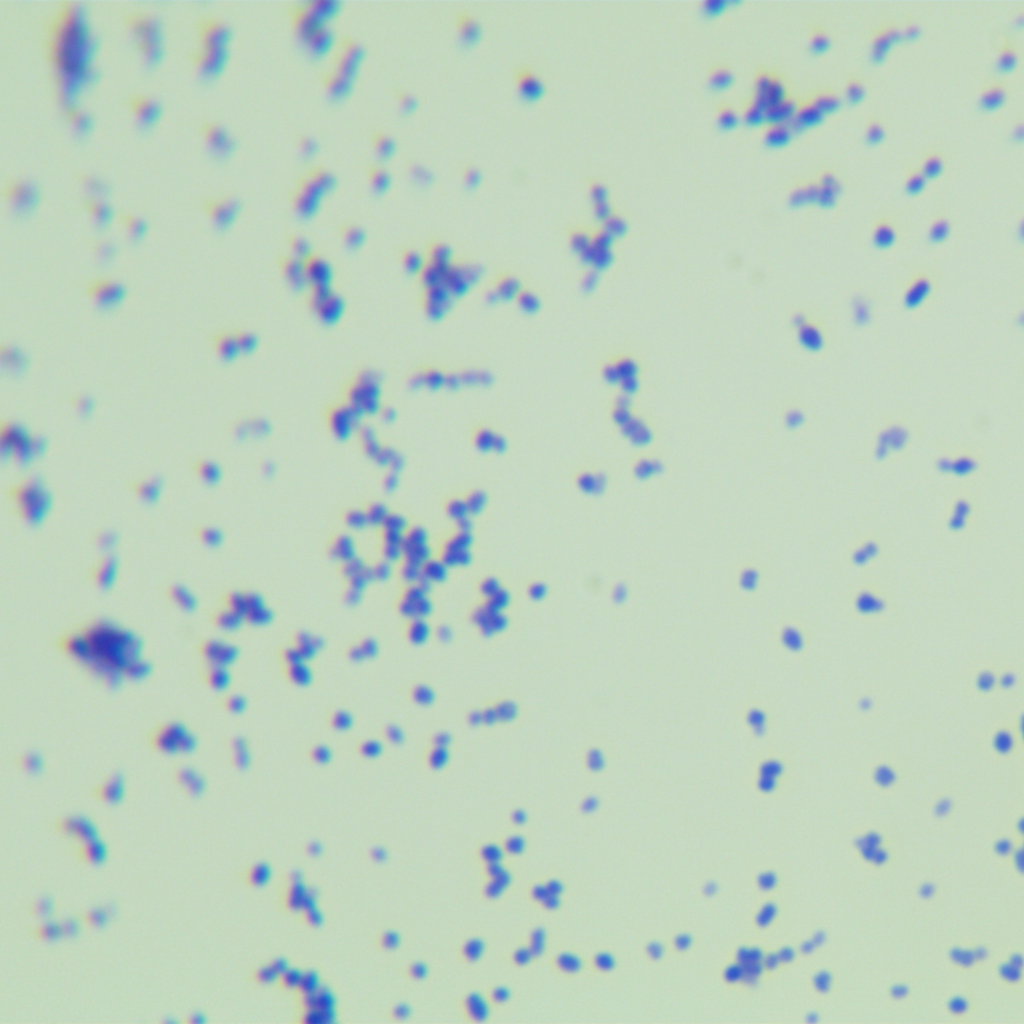 Marine mammal streptococcus-BNCC