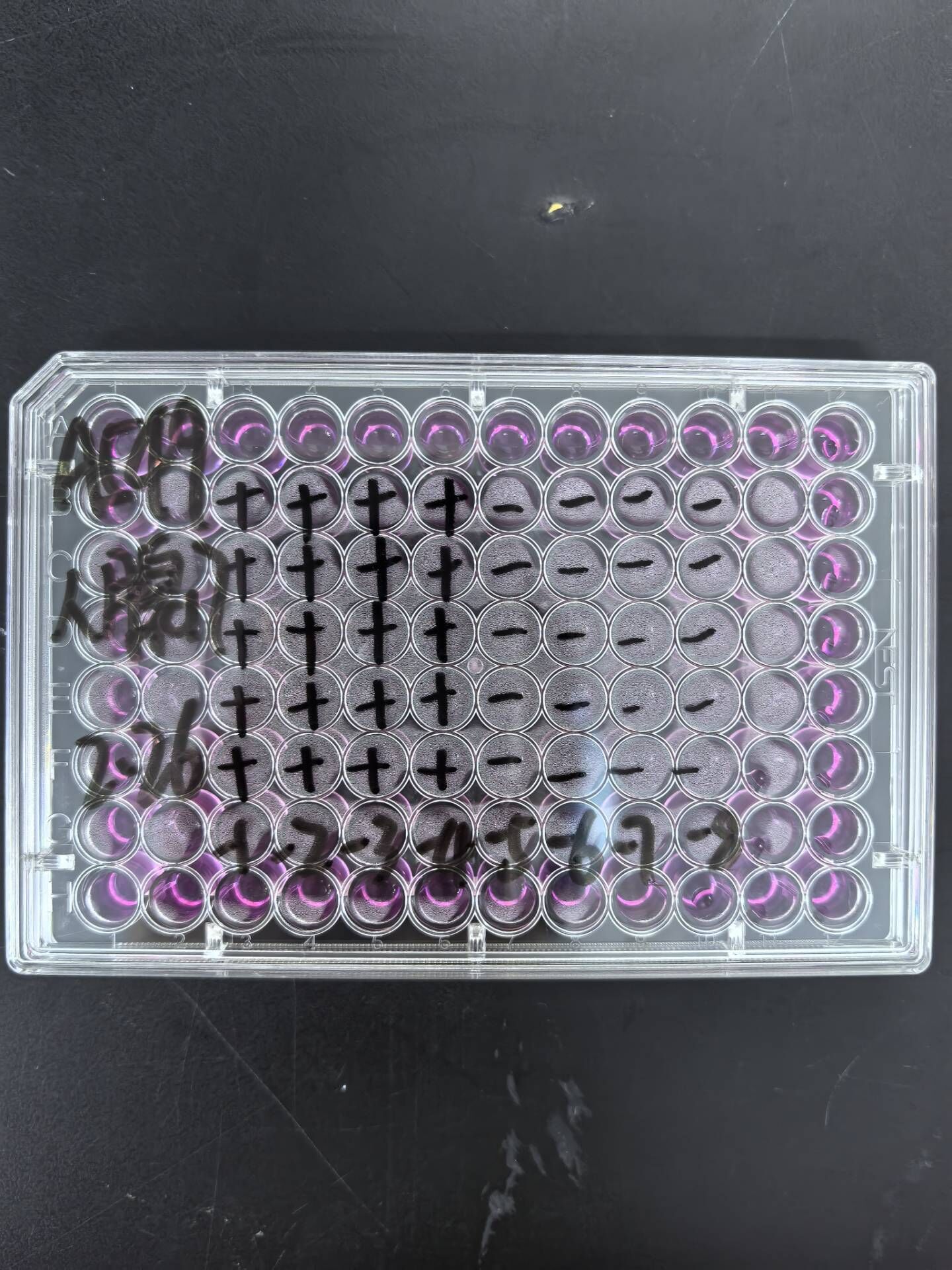 Human adenovirus 17-BNCC