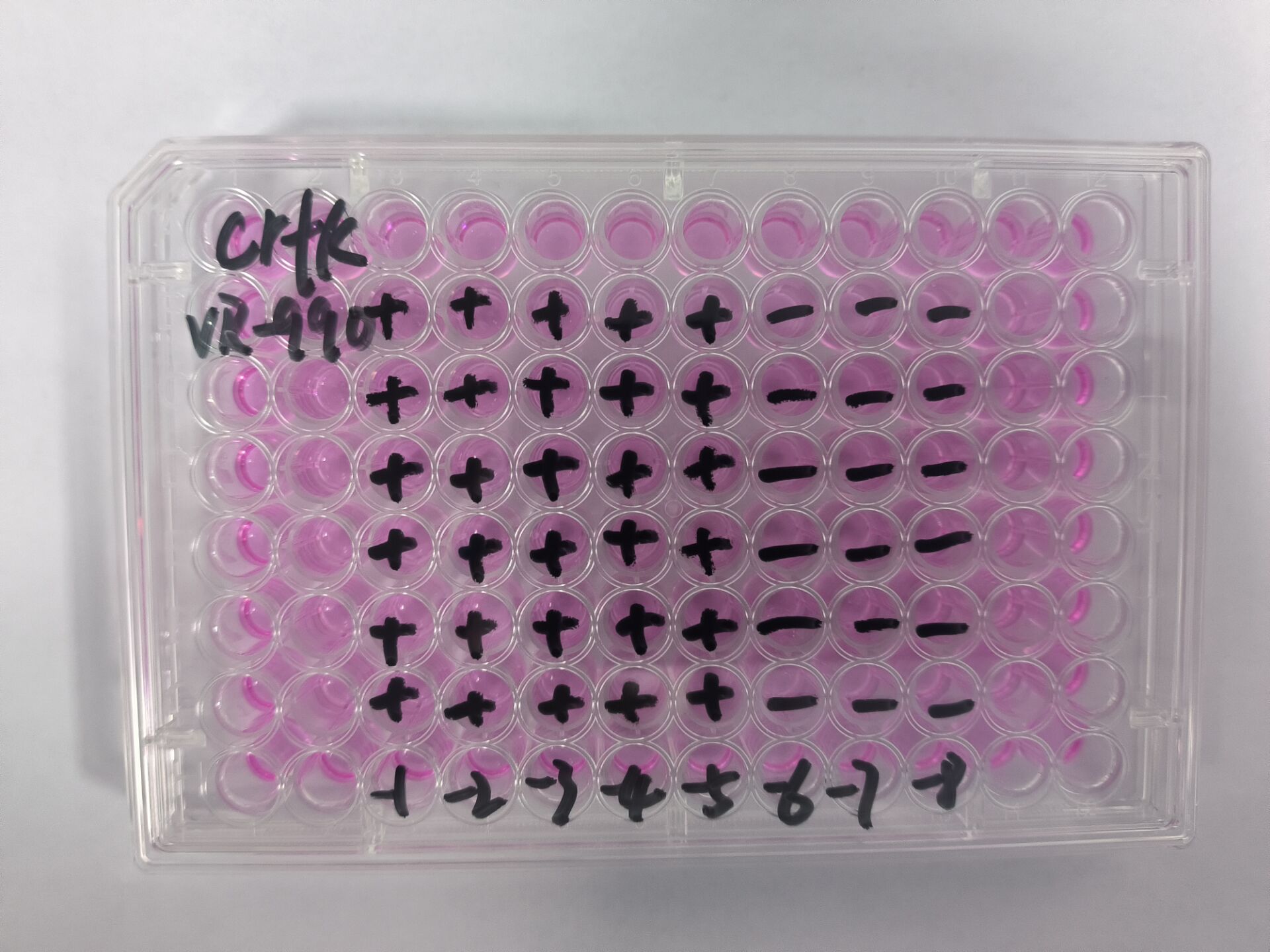 Feline Infectious Peritonitis Virus-BNCC