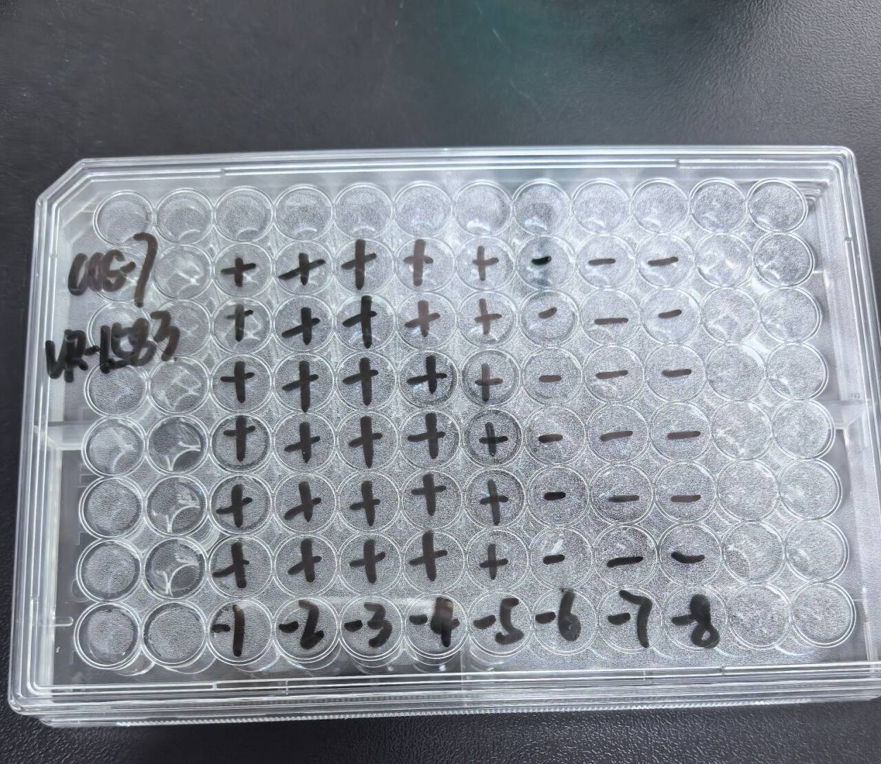 JC Polyomavirus-BNCC