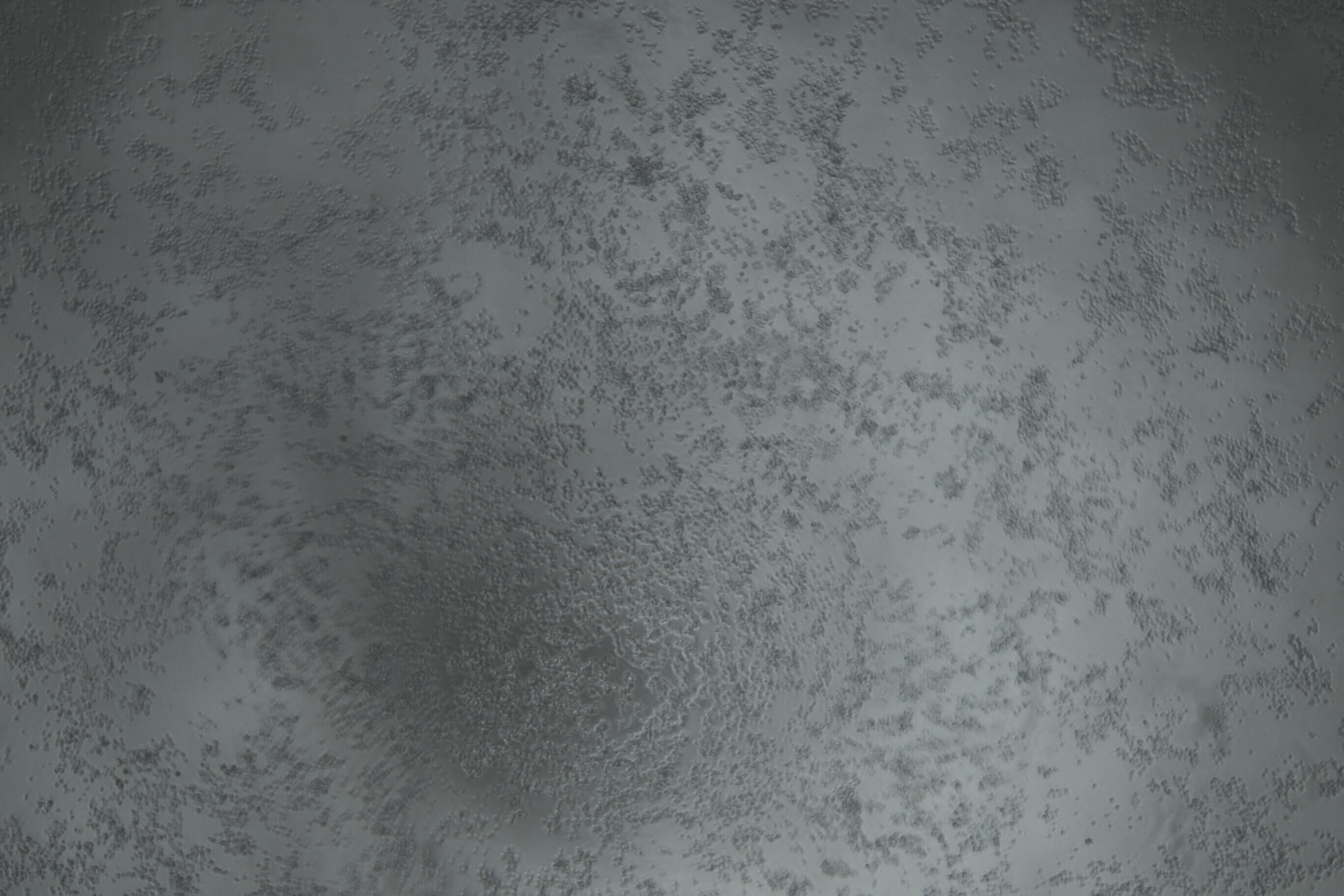 Bovine rhinitis B virus-BNCC