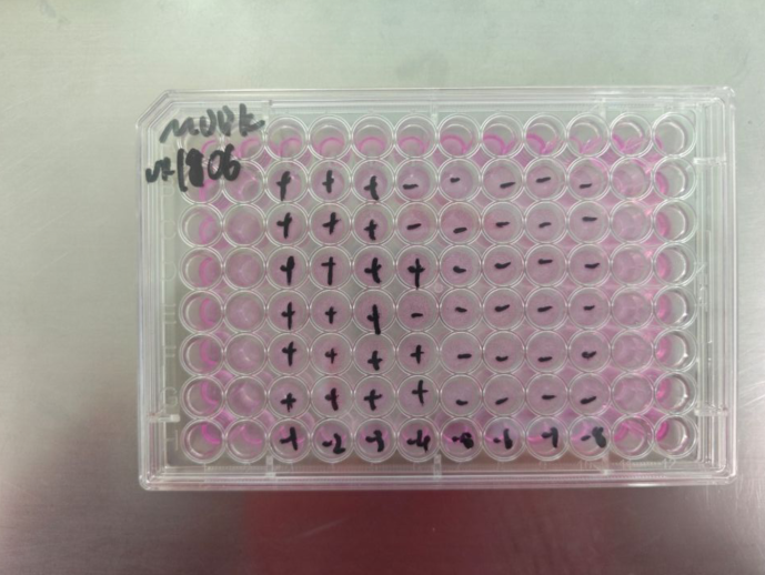 Bovine rhinitis B virus-BNCC