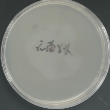 Mycobacterium smegmatis Nucleic Acid Reference (Thermally Inactivated) (Strongly Positive)-BNCC