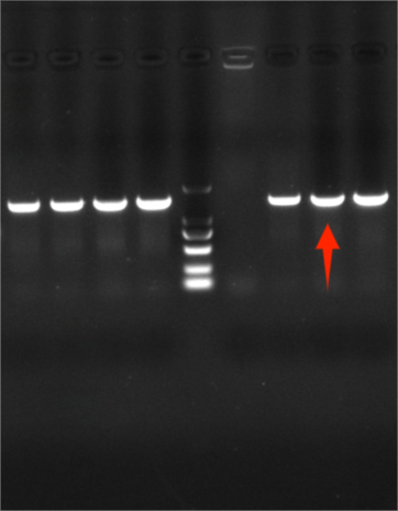 Mycobacterium smegmatis Nucleic Acid Reference (Thermally Inactivated) (Strongly Positive)-BNCC