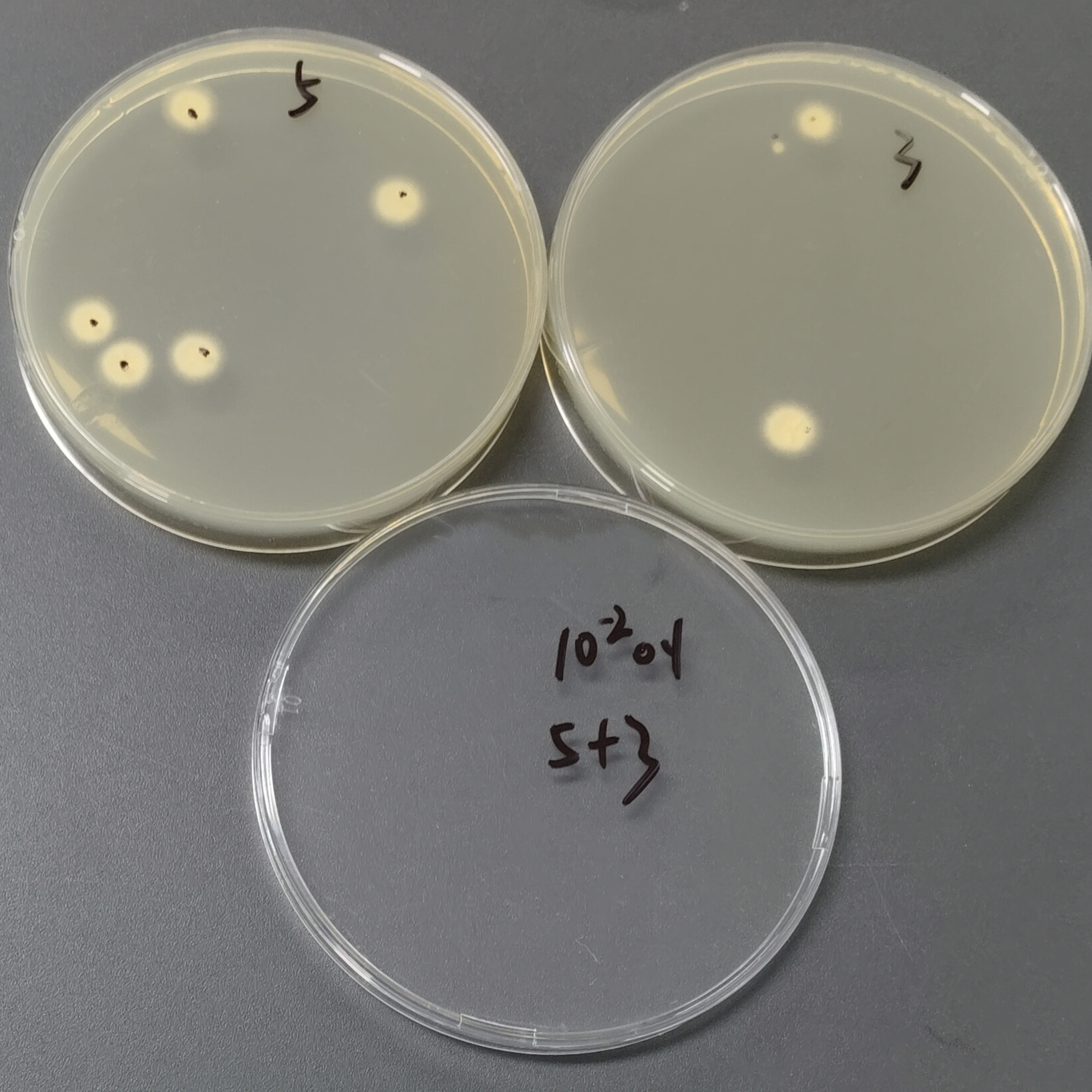Quantitative strain of Aspergillus flavus-BNCC