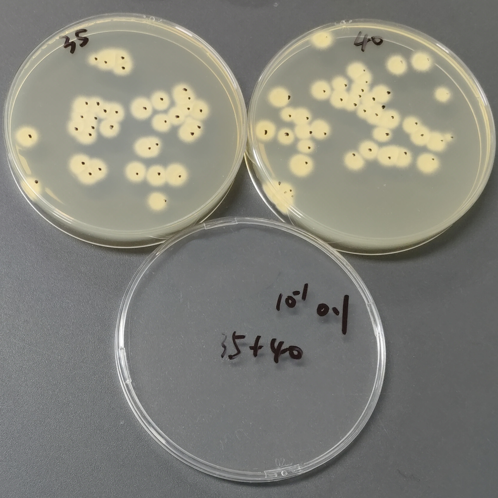 Quantitative strain of Aspergillus flavus-BNCC