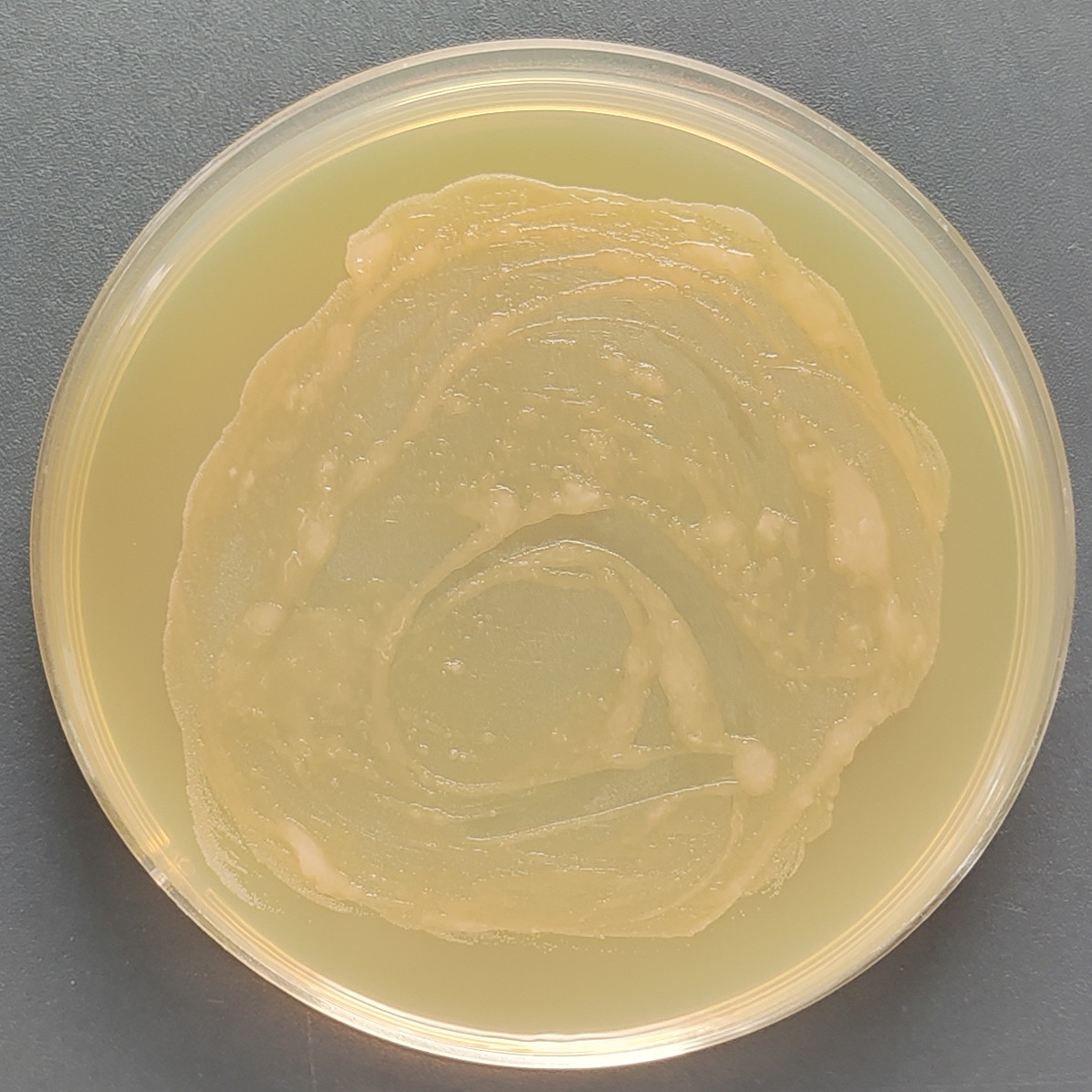 Jiluo Erju Bacillus-BNCC