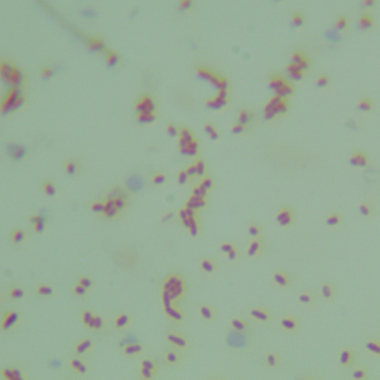 Jiluo Erju Bacillus-BNCC