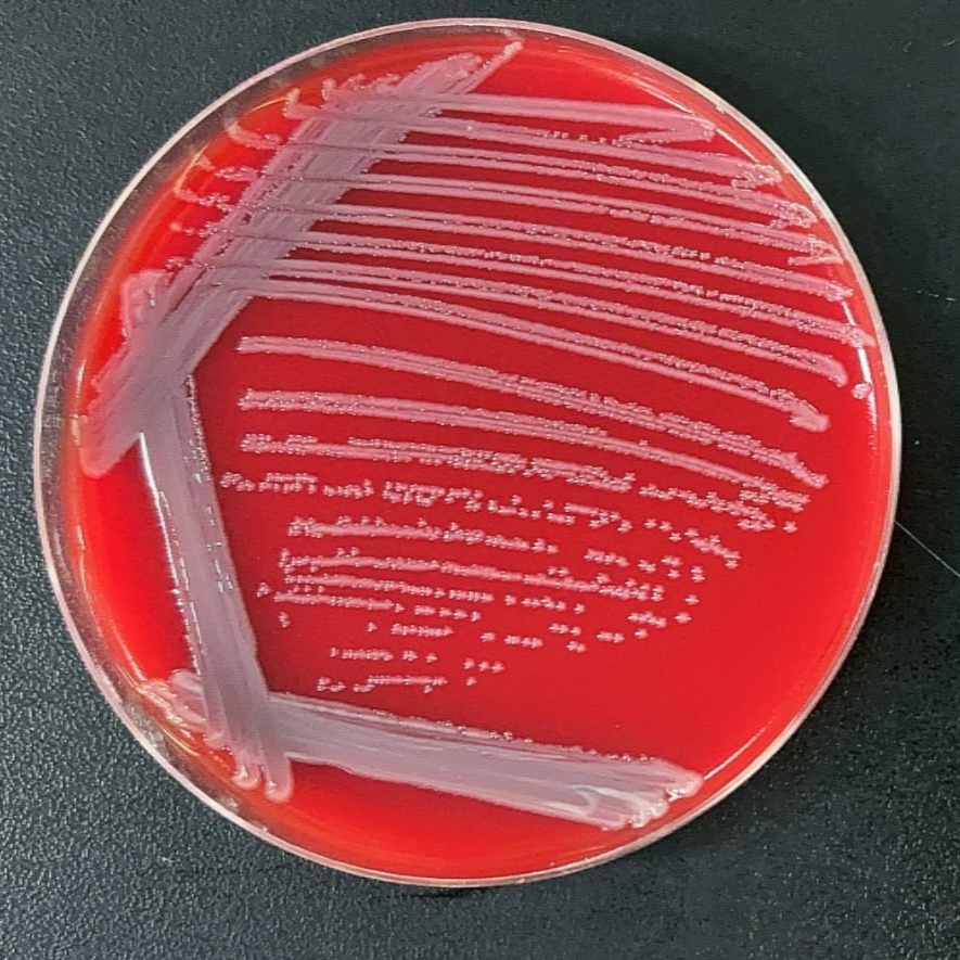 Acinetobacter baumannii-BNCC