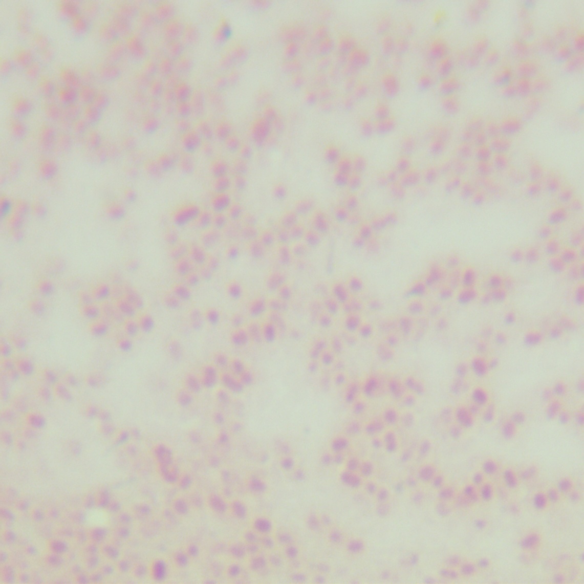 Acinetobacter baumannii-BNCC