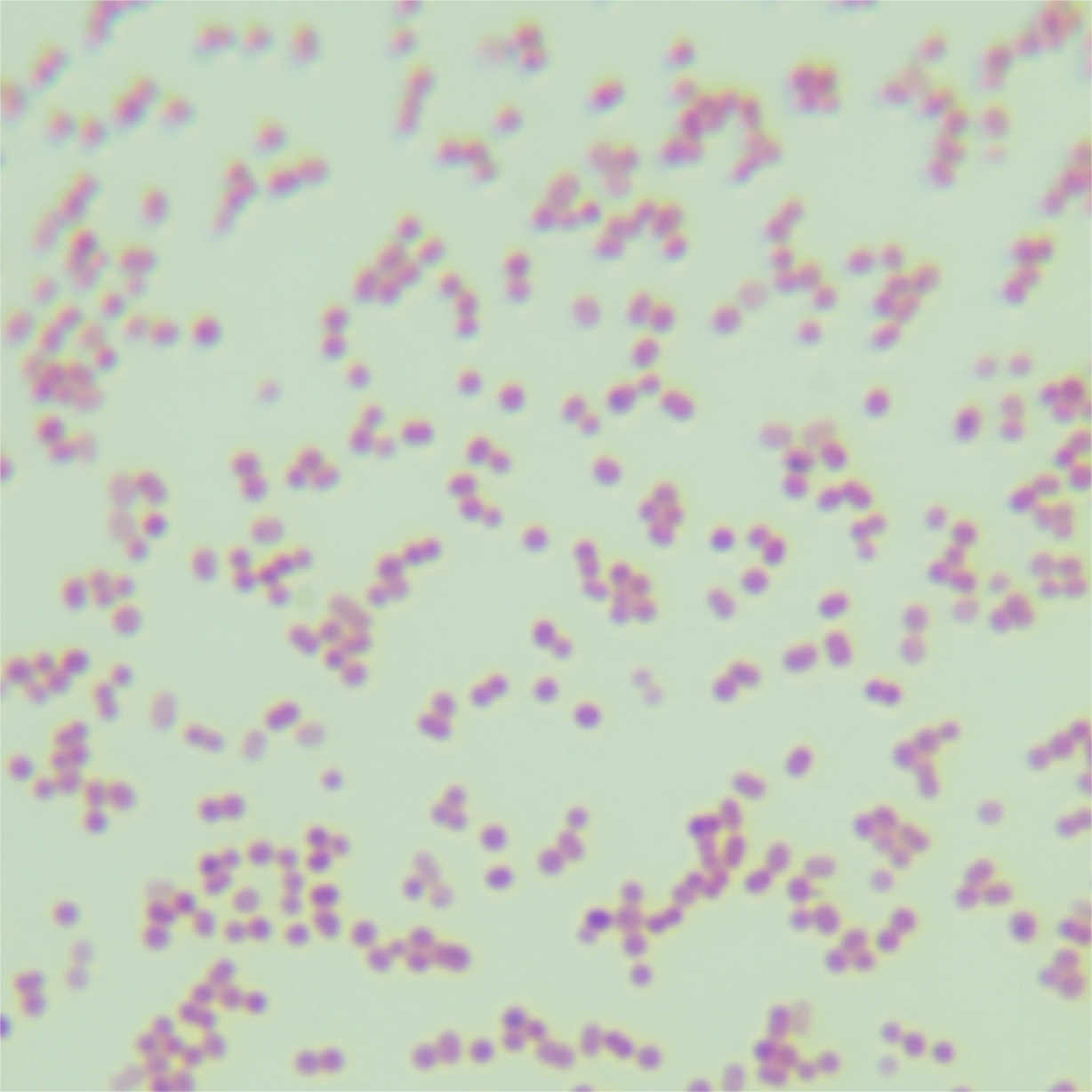 Acinetobacter baumannii-BNCC