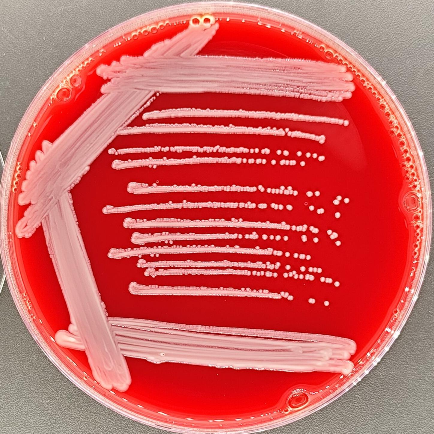 Acinetobacter baumannii-BNCC