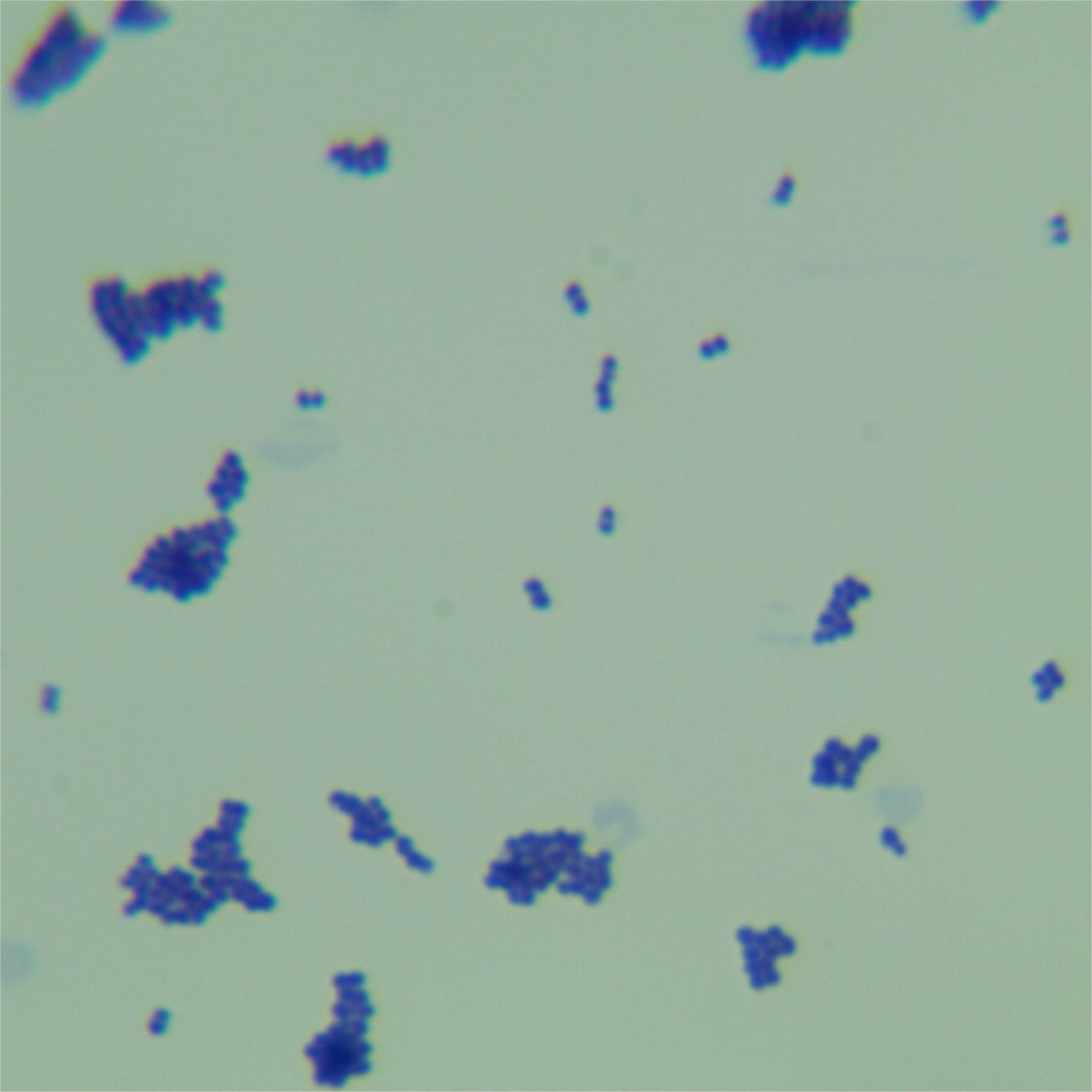 Dental root actinomycetes-BNCC