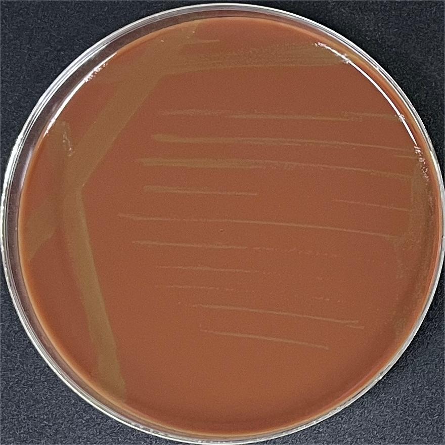 Porcine red spot erysipelas-BNCC