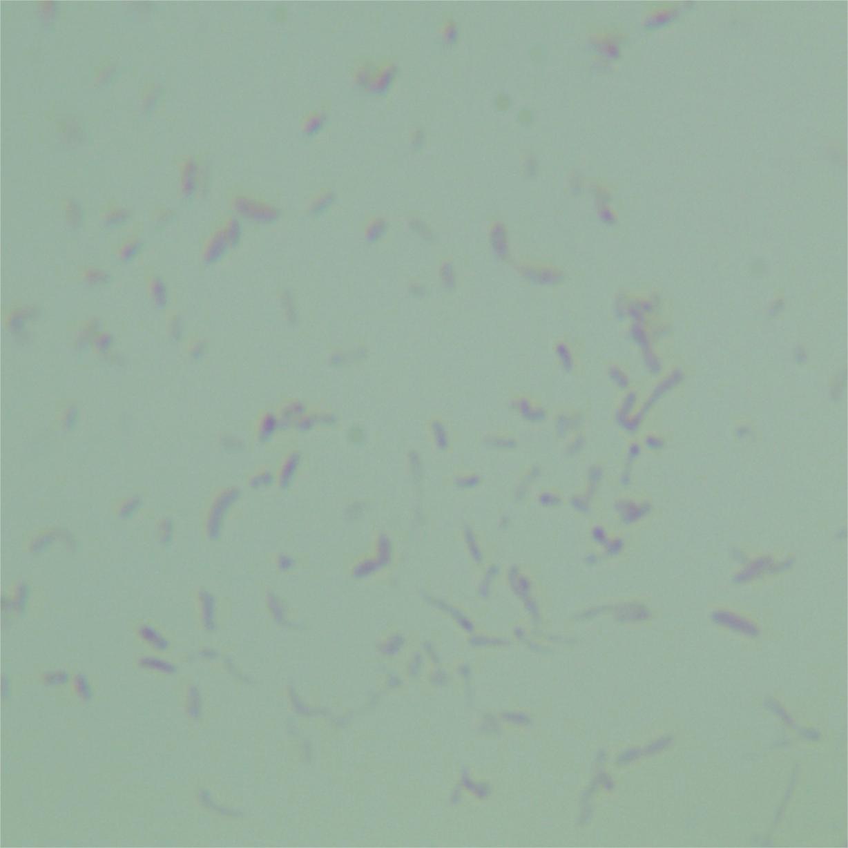 Pseudomonas aeruginosa subsp. hydrophila-BNCC