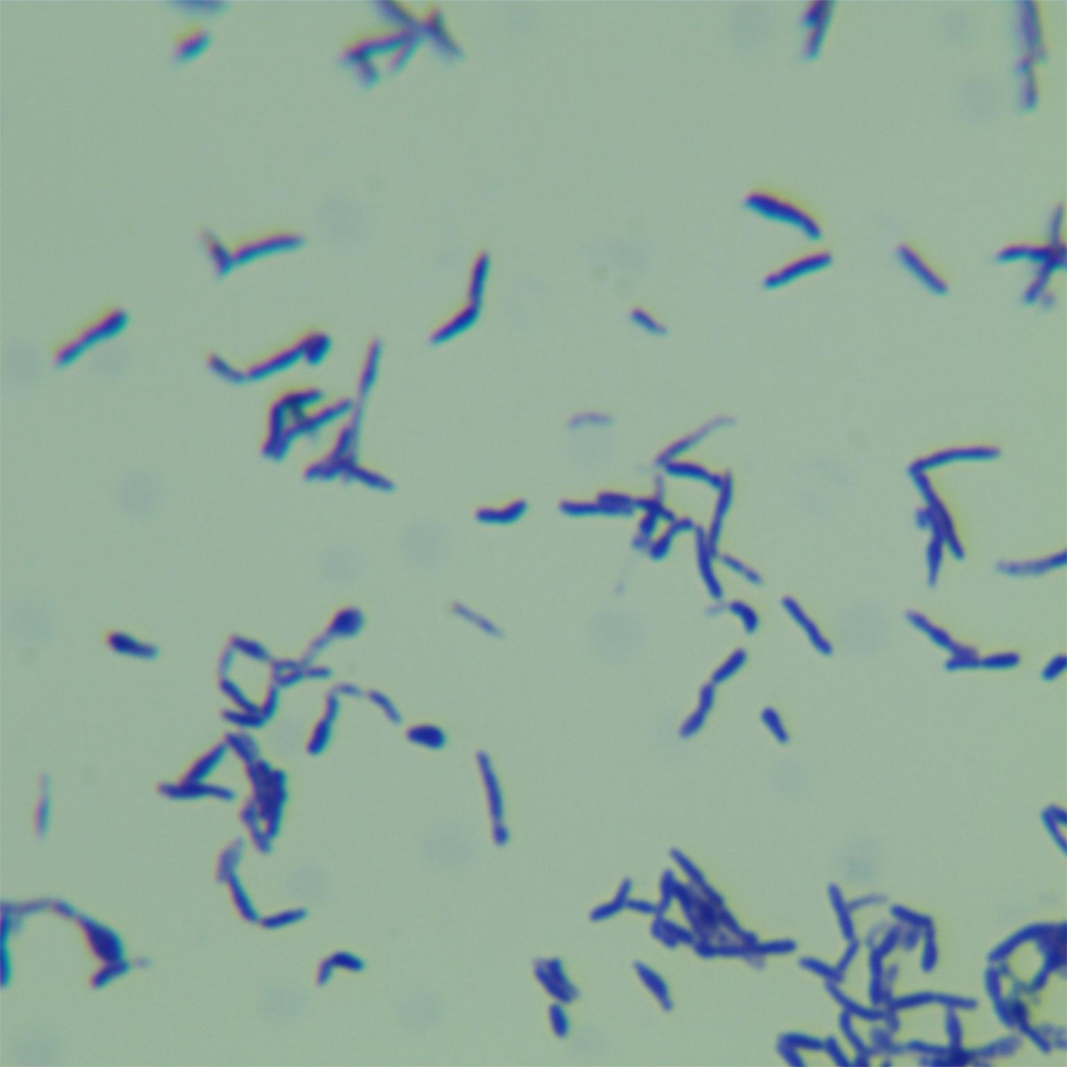 Propionibacterium-BNCC