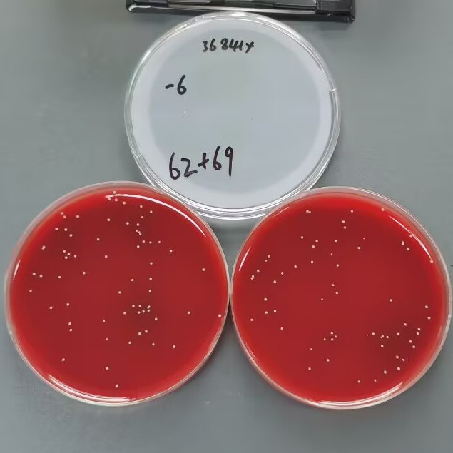 Hemolytic Bacillus subtilis-BNCC