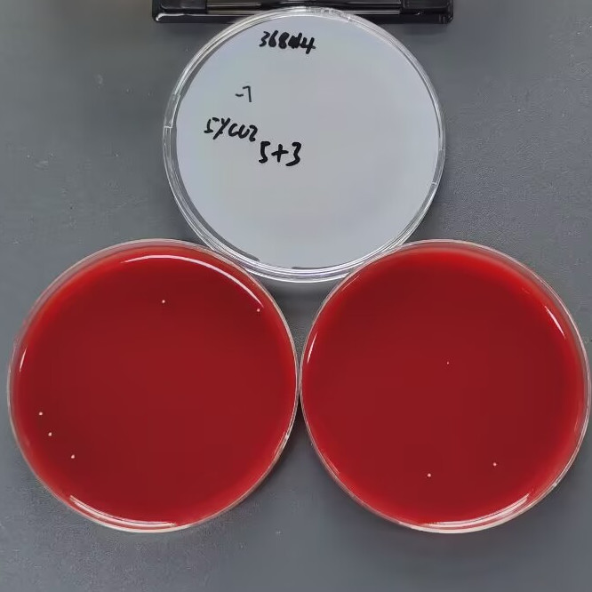Hemolytic Bacillus subtilis-BNCC