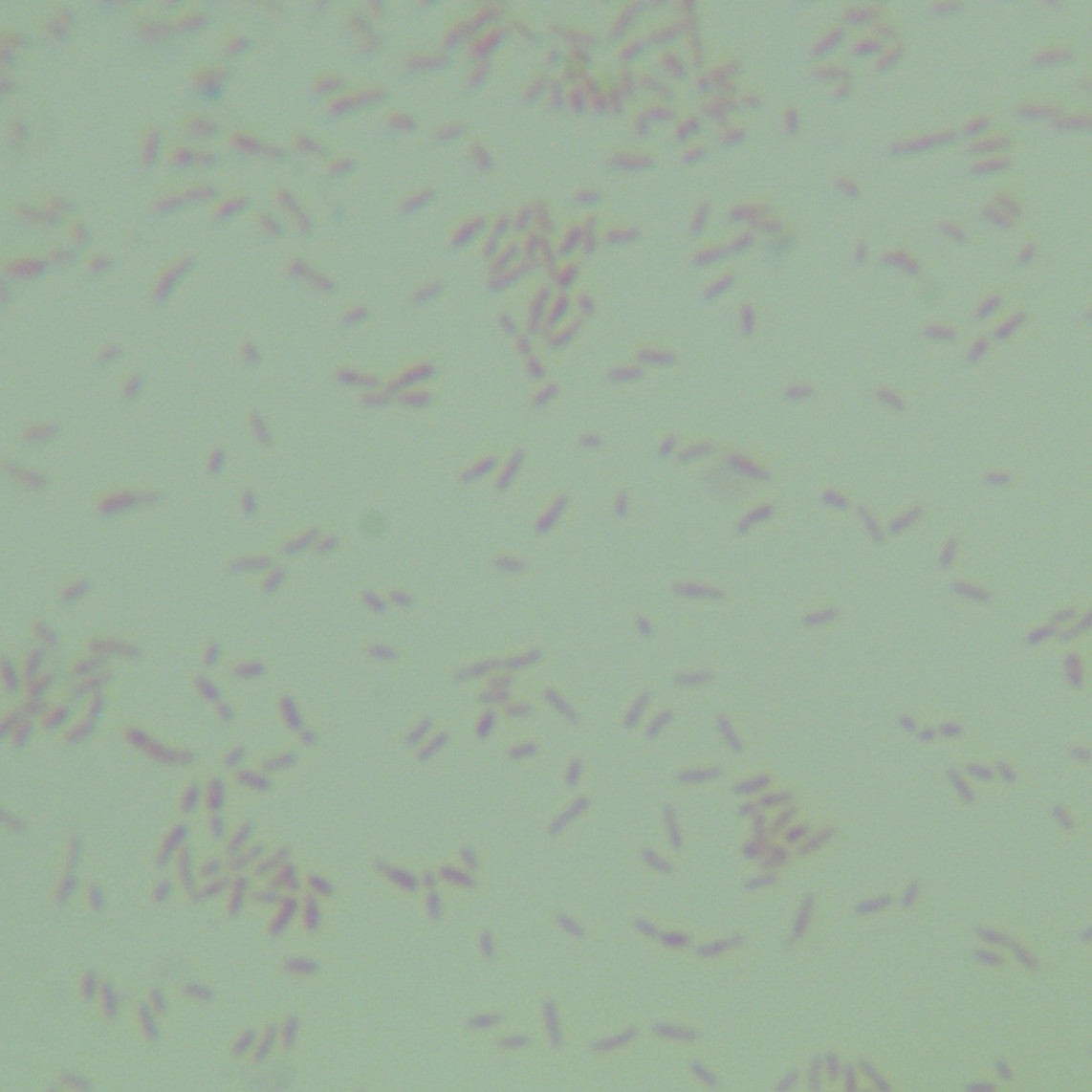 Venturi Bartonella Arupo subspecies-BNCC