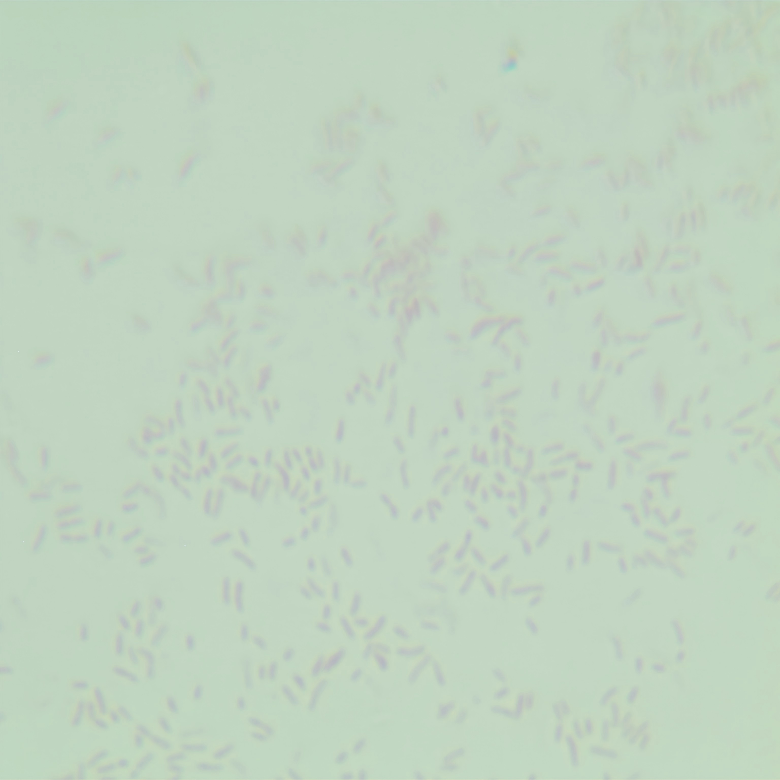 Wens Bartonella Wens subspecies-BNCC