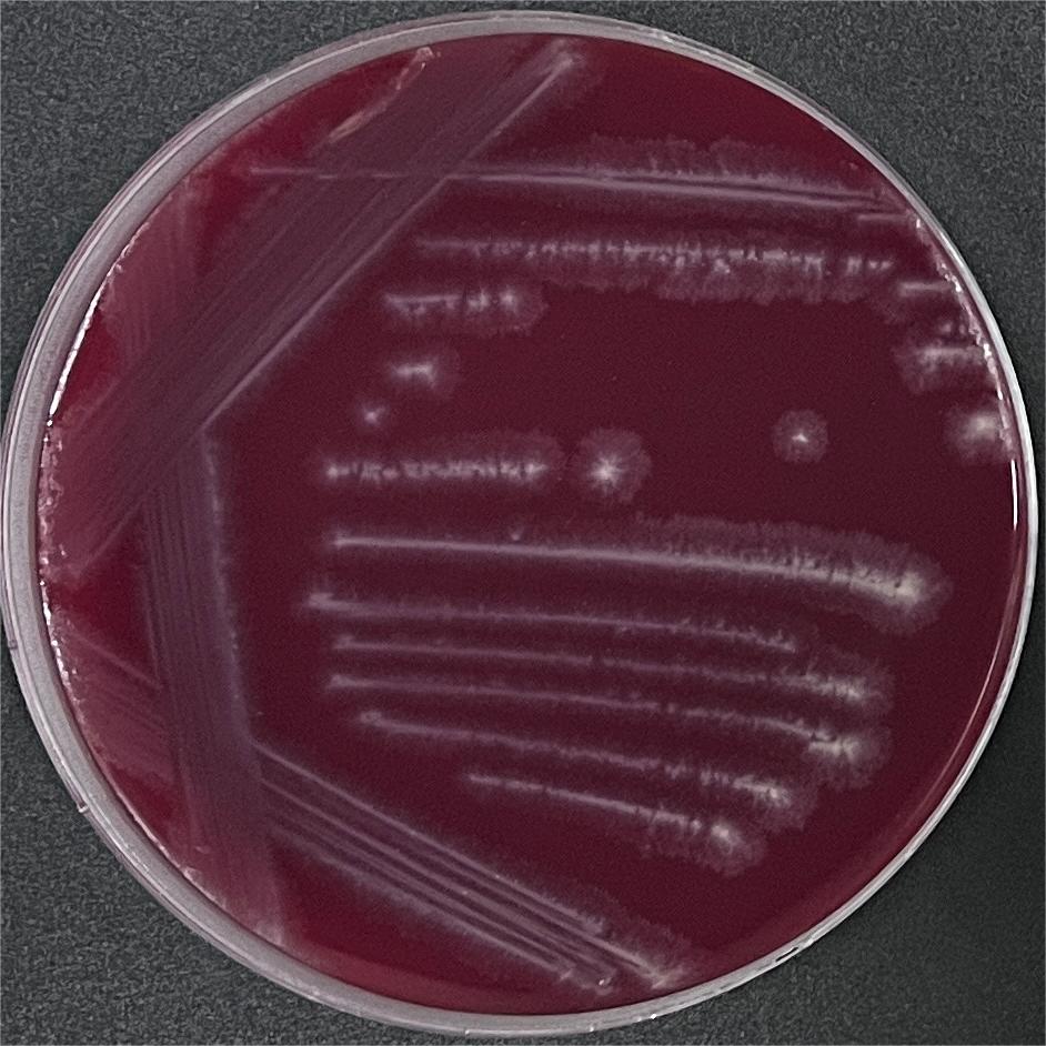 Clostridium sporogenes-BNCC