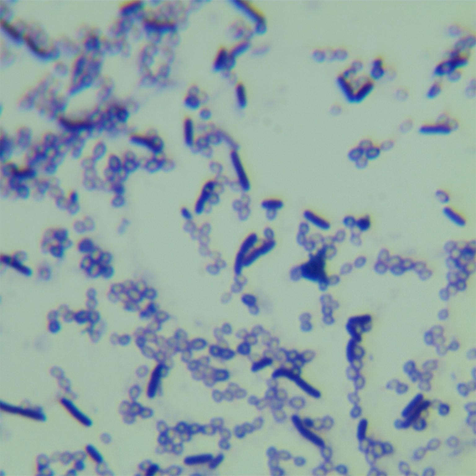 Clostridium sporogenes-BNCC
