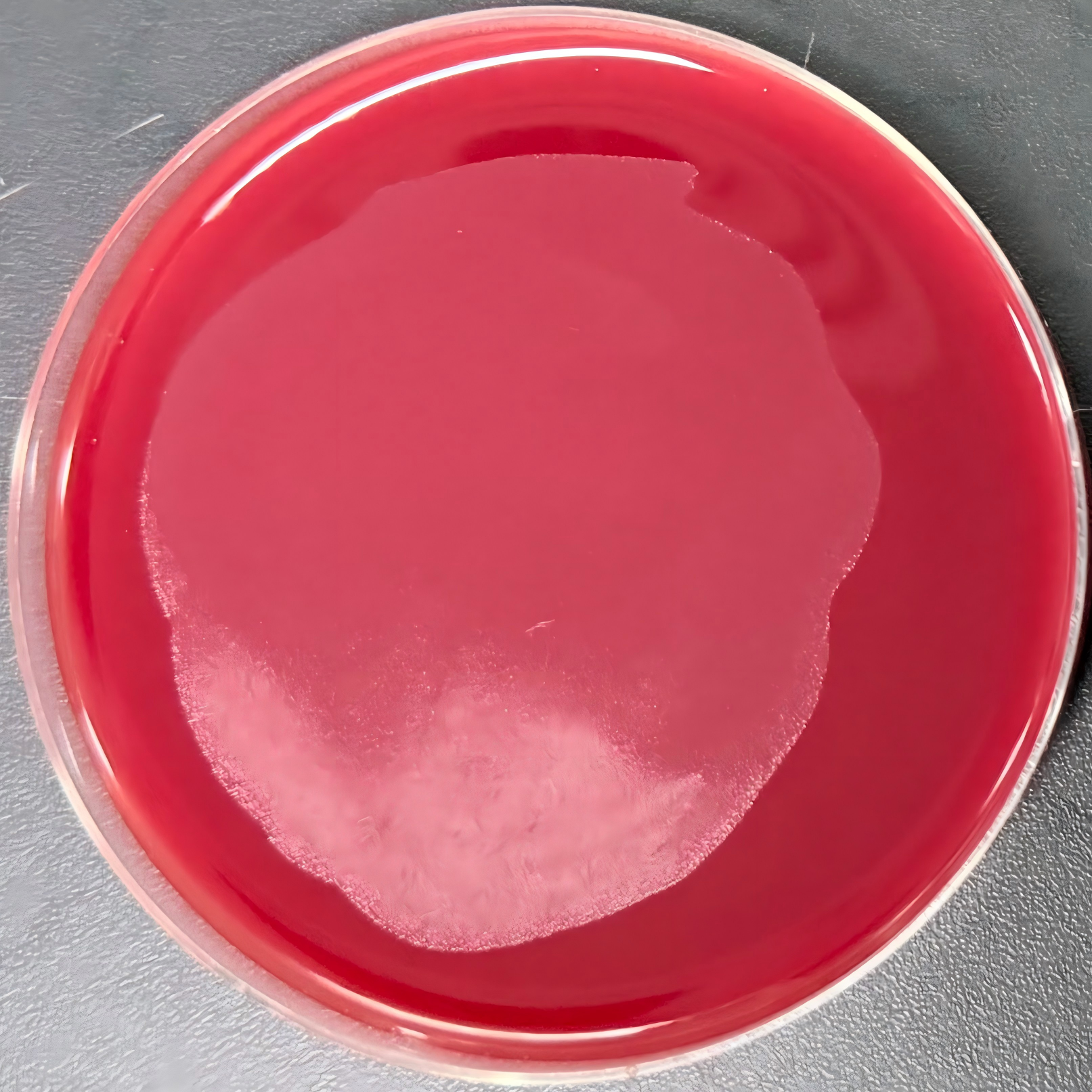 Fusarium oxysporum-BNCC