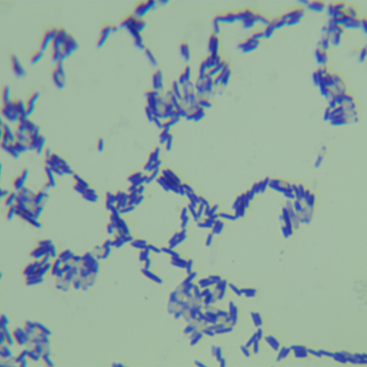 Fusarium oxysporum-BNCC