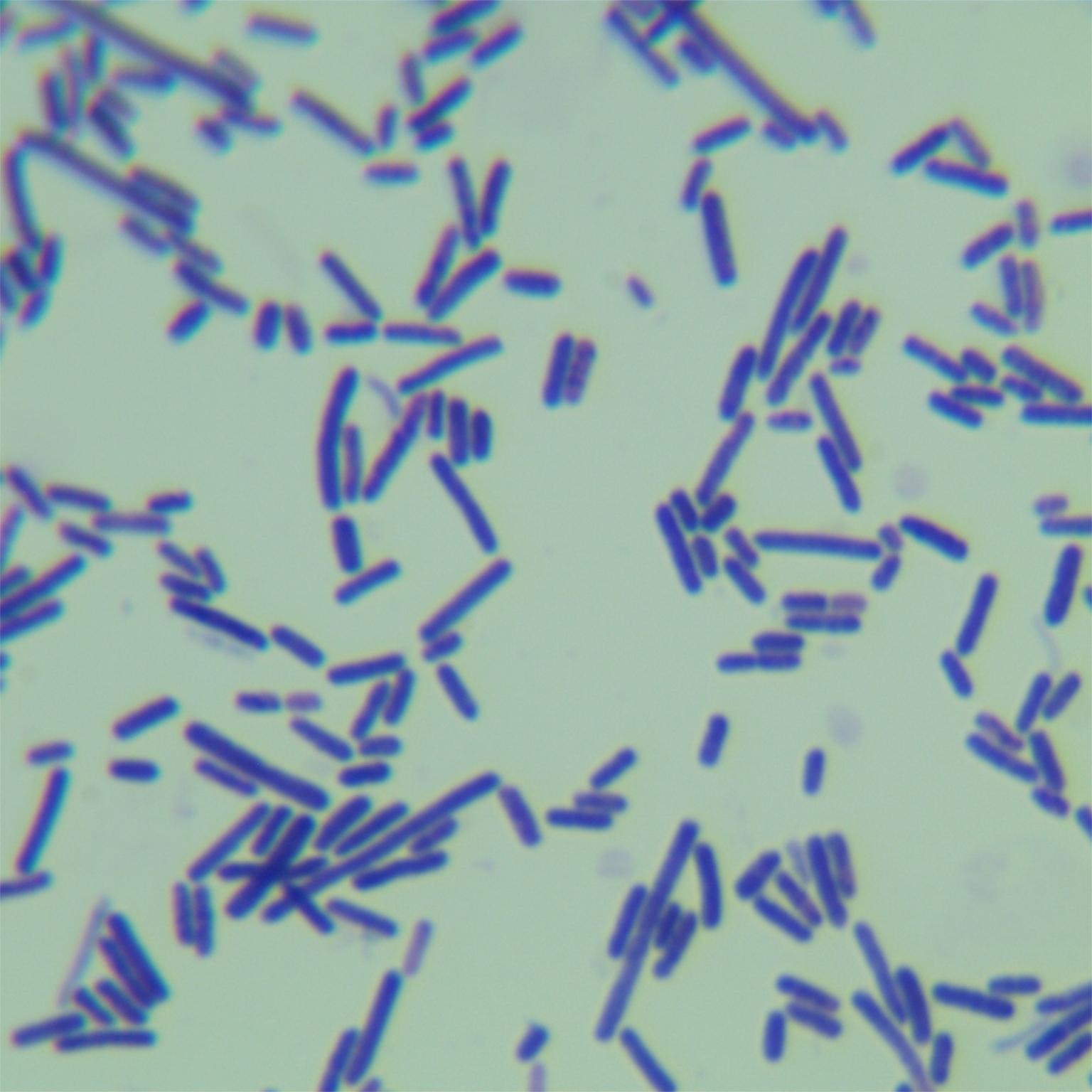 Clostridium tetani-BNCC