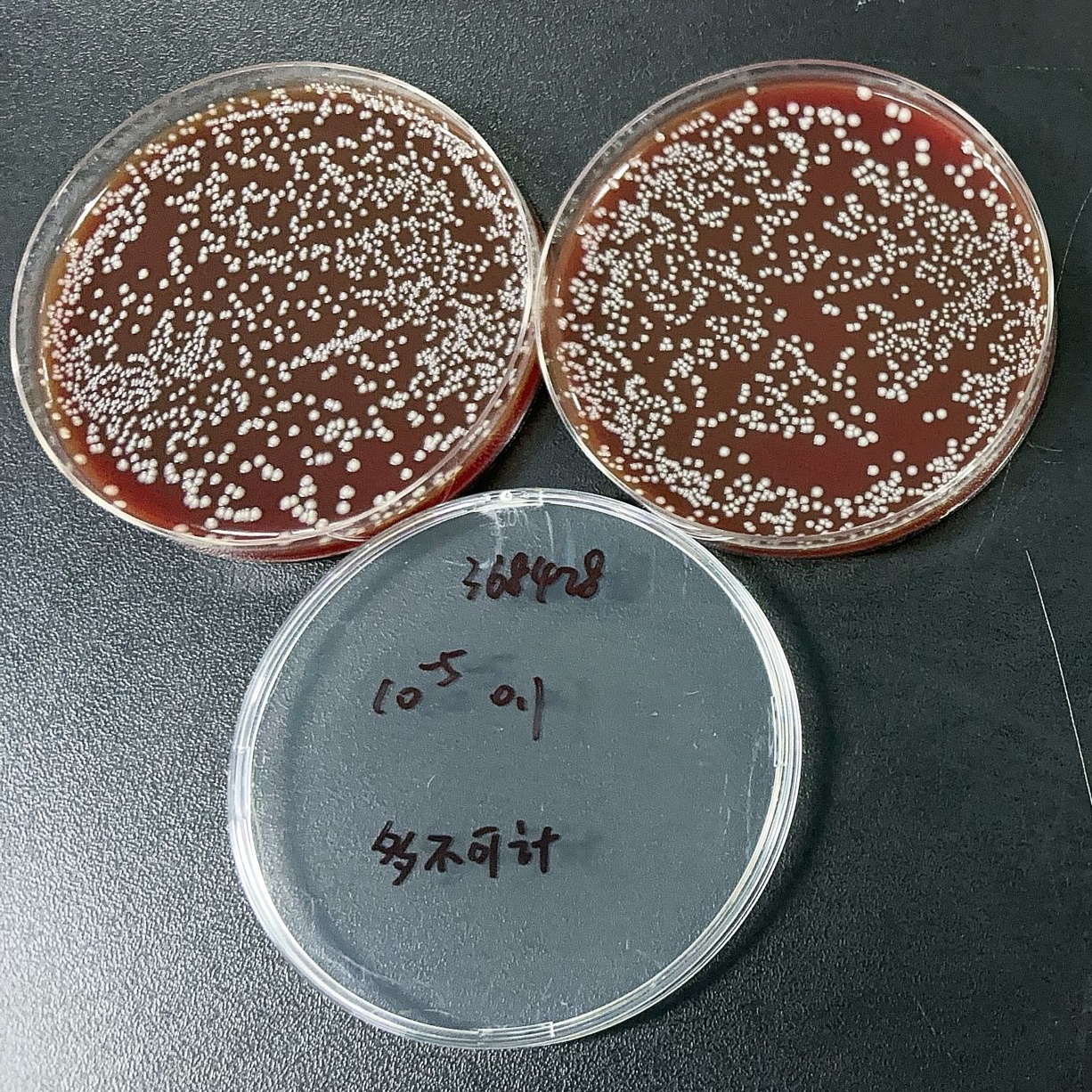 Corynebacterium diphtheriae-BNCC