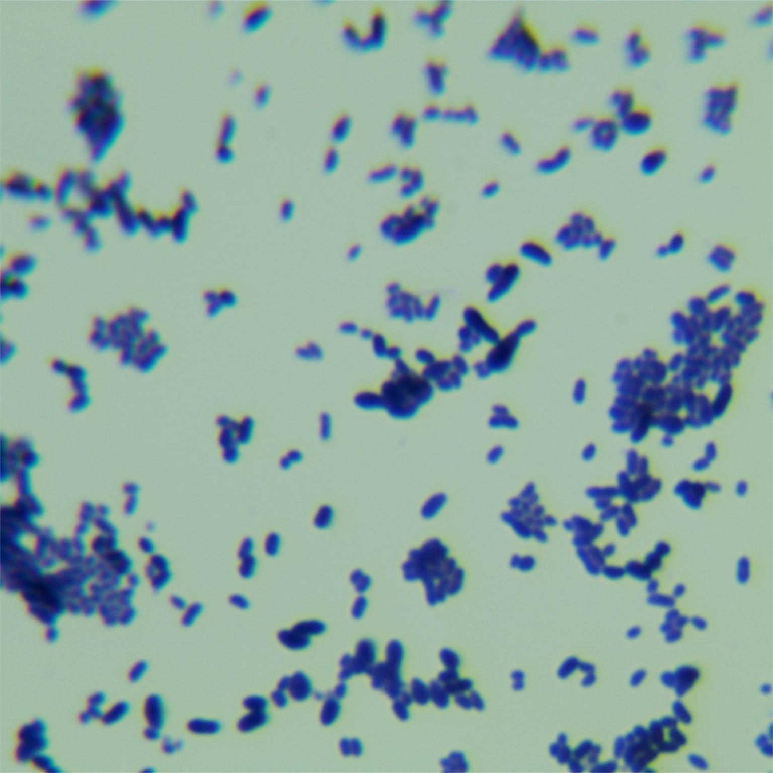Single rod-shaped bacterium-BNCC