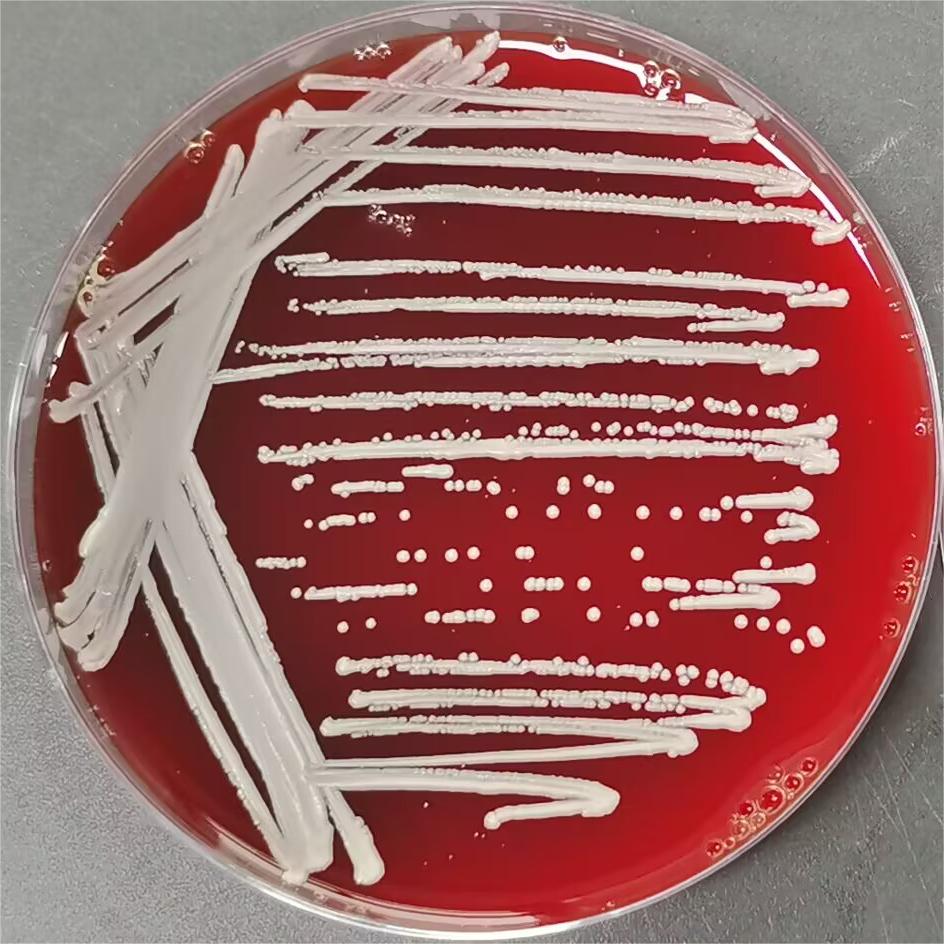 Single rod-shaped bacterium-BNCC