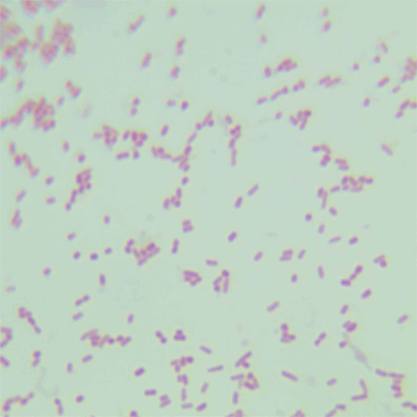Slow Edwardian bacteria-BNCC