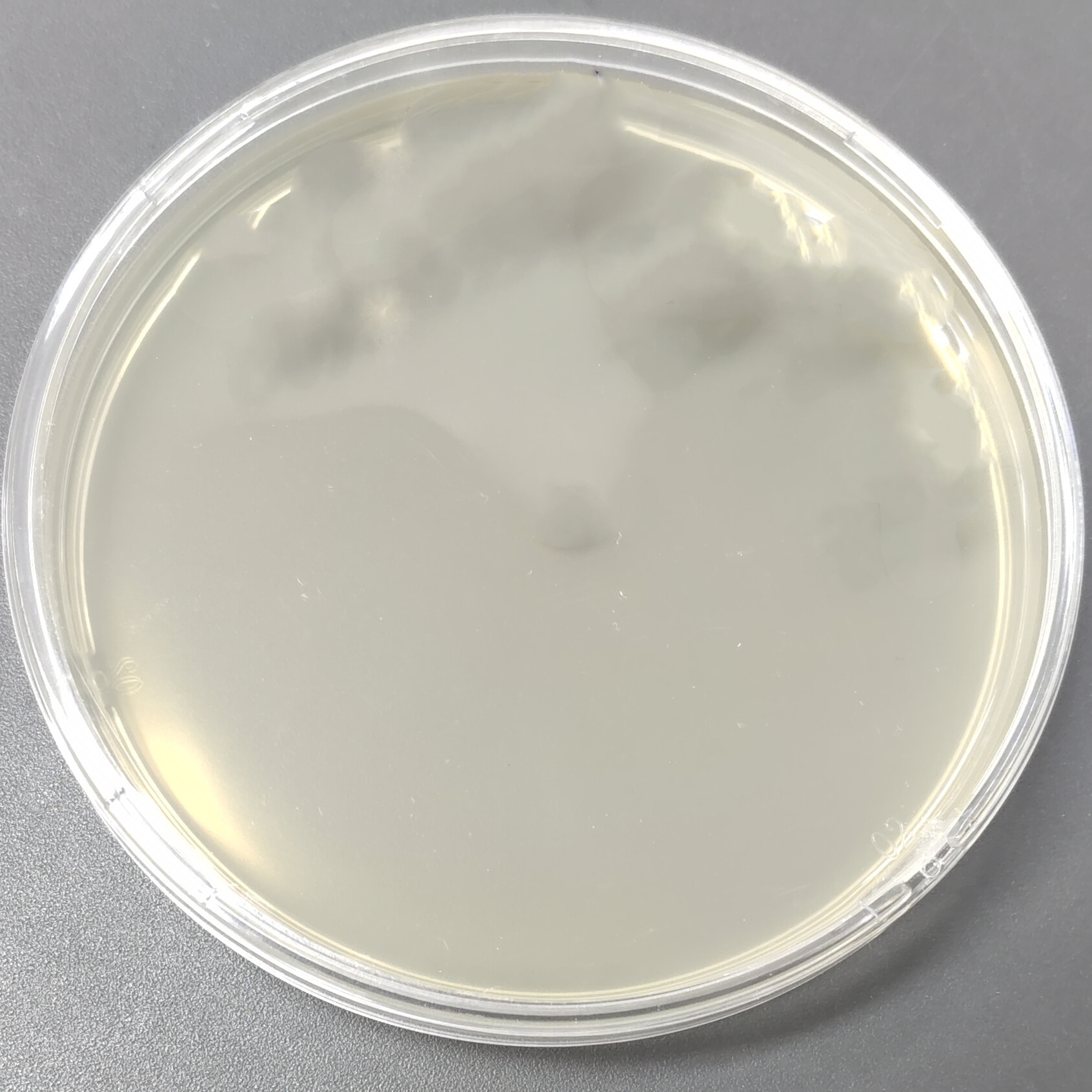 Mycobacterium chelonaenucleic acid reference (Heat-inactivated) (Strongly positive)-BNCC