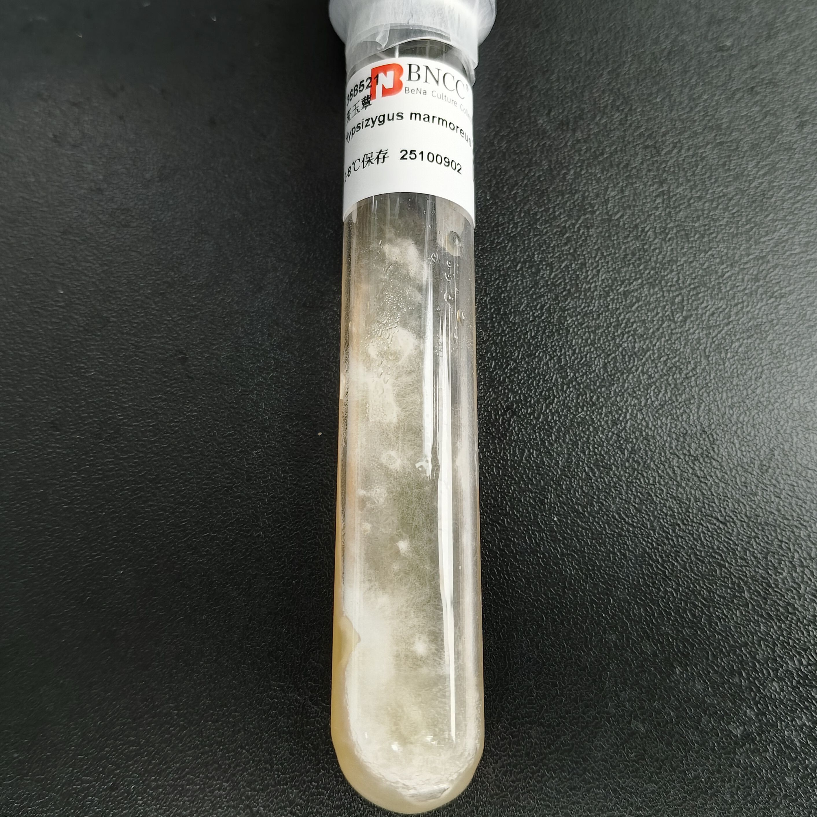 Botrytis cinerea-BNCC
